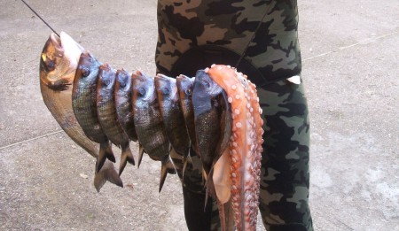 saraghi e orata all'agguato